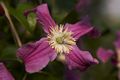 Clematis Inspiration-2 Powojnik